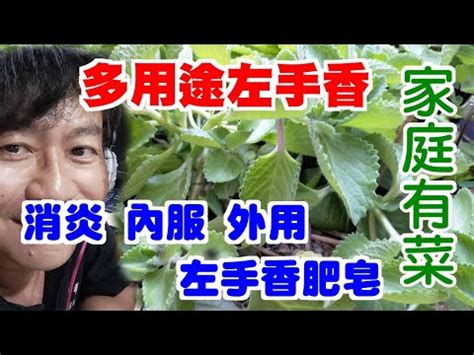 左手香可以放室內嗎|左手香能放室內嗎？專業解答與風水分析